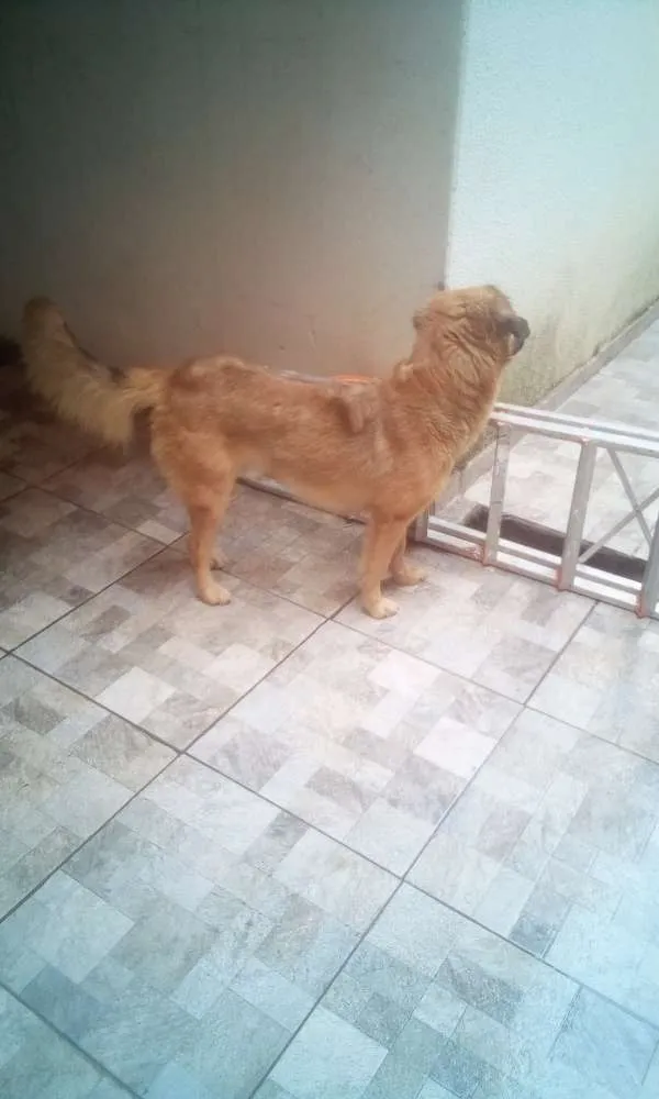 Cachorro ra a Mistura de Golden idade 2 anos nome Thor