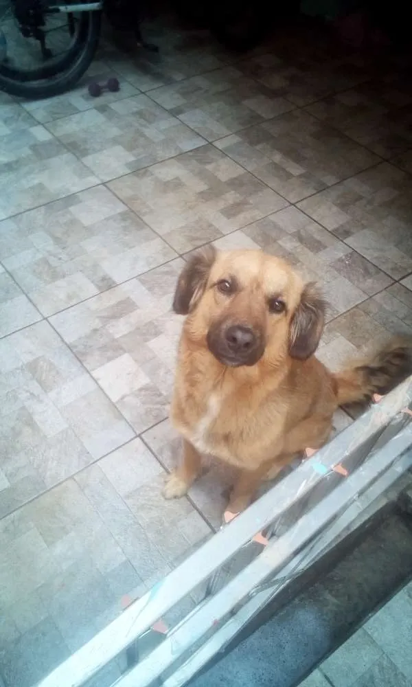 Cachorro ra a Mistura de Golden idade 2 anos nome Thor