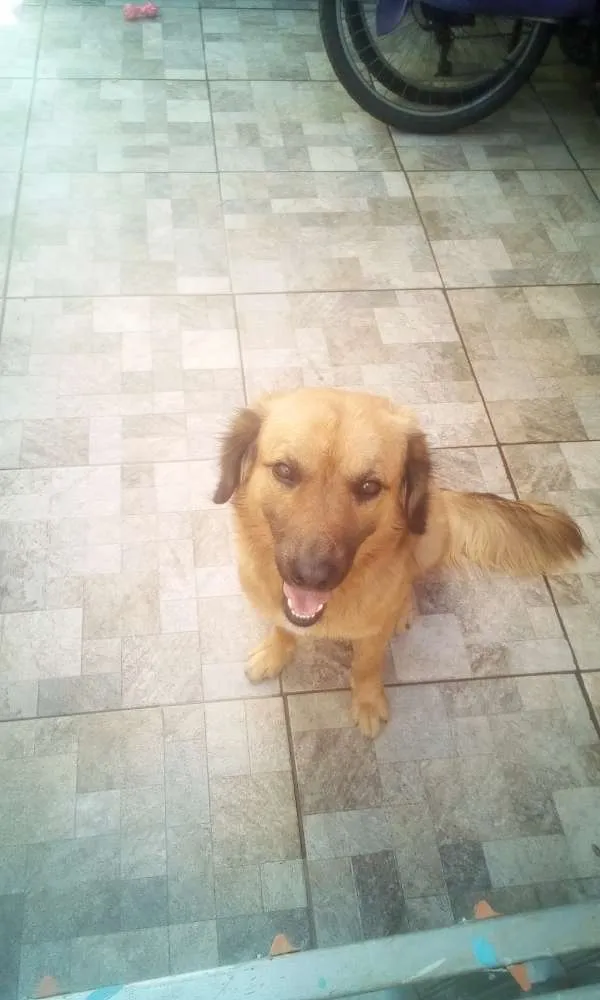 Cachorro ra a Mistura de Golden idade 2 anos nome Thor