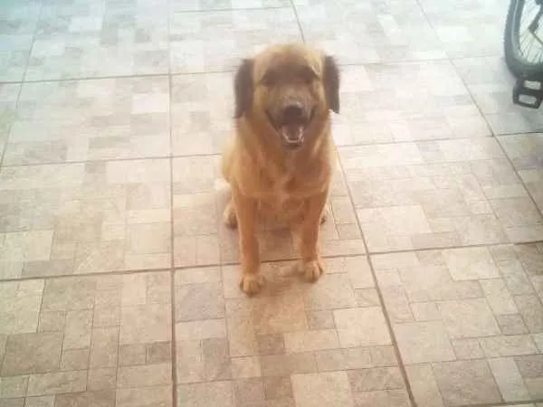 Cachorro ra a Mistura de Golden idade 2 anos nome Thor