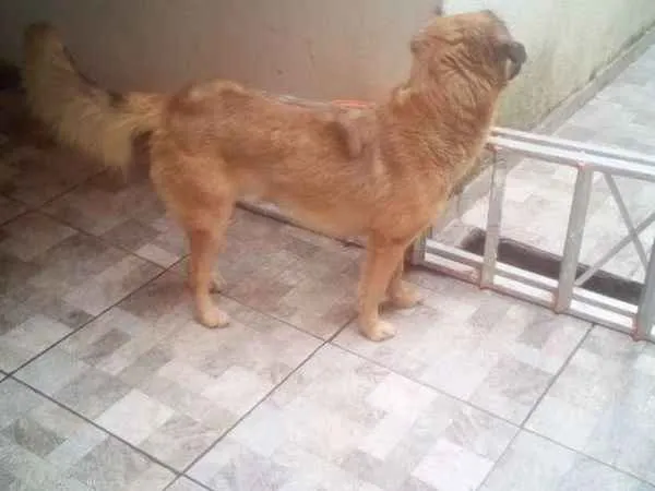 Cachorro ra a Mistura de Golden idade 2 anos nome Thor