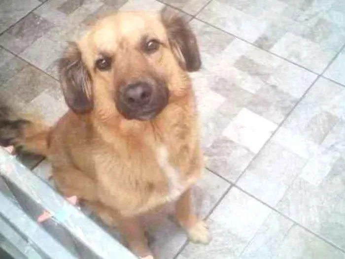 Cachorro ra a Mistura de Golden idade 2 anos nome Thor