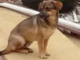 Jojo