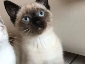 Gato raça SRD idade 7 a 11 meses nome Nocciola