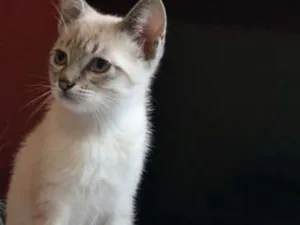 Gato raça SRD idade 7 a 11 meses nome Bacio