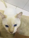 Gato