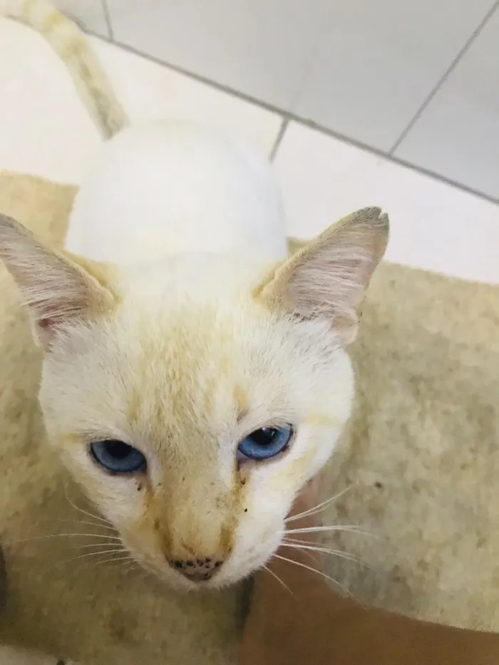 Gato ra a Não sei  idade 1 ano nome Gato