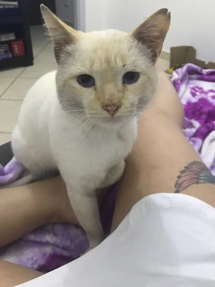 Gato ra a Não sei  idade 1 ano nome Gato