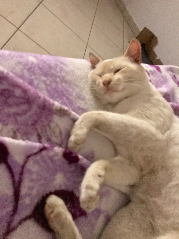 Gato ra a Não sei  idade 1 ano nome Gato
