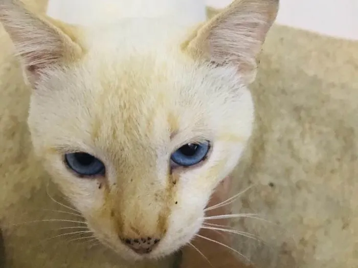 Gato ra a Não sei  idade 1 ano nome Gato