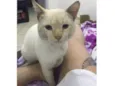 Gato