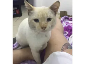 Gato raça Não sei  idade 1 ano nome Gato