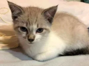 Gato raça SRD idade 7 a 11 meses nome Stracciatella