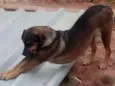 Feta