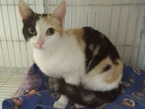 Gato raça SRD idade 7 a 11 meses nome Anabela