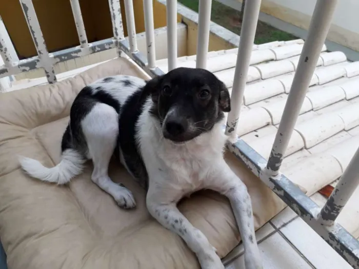 Cachorro raça Mestiço  idade 1 ano nome Lilica