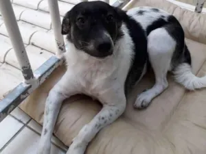 Cachorro raça Mestiço  idade 1 ano nome Lilica