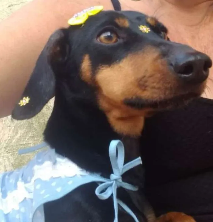 Cachorro ra a MIX idade  nome LUNA 
