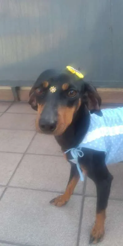 Cachorro ra a MIX idade  nome LUNA 