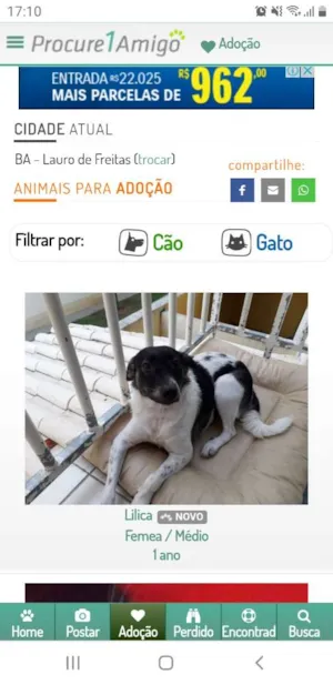 Cachorro raça Mestiço  idade 1 ano nome Lilica