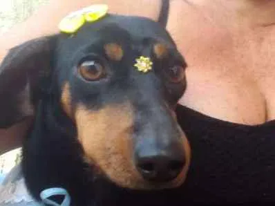Cachorro ra a MIX idade  nome LUNA 