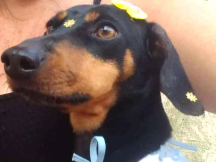 Cachorro ra a MIX idade  nome LUNA 