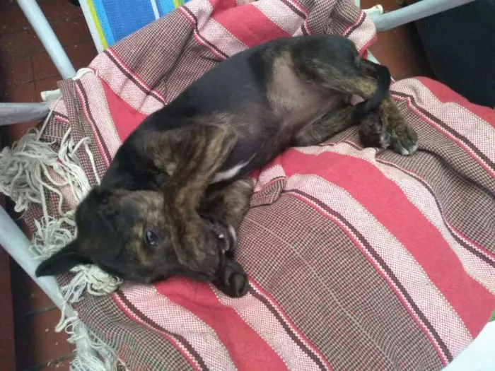 Cachorro ra a Sem raça definida idade 2 a 6 meses nome Bidu