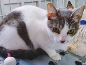 Gato raça SRD idade 2 a 6 meses nome GIL VICENTE