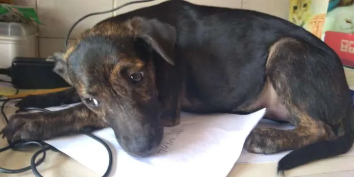 Cachorro ra a Sem raça definida idade 2 a 6 meses nome Bidu