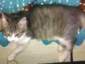 Gato raça não sei  idade  nome Luli e Lili