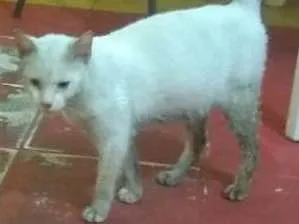 Gato raça Srd idade 7 a 11 meses nome Sem nome