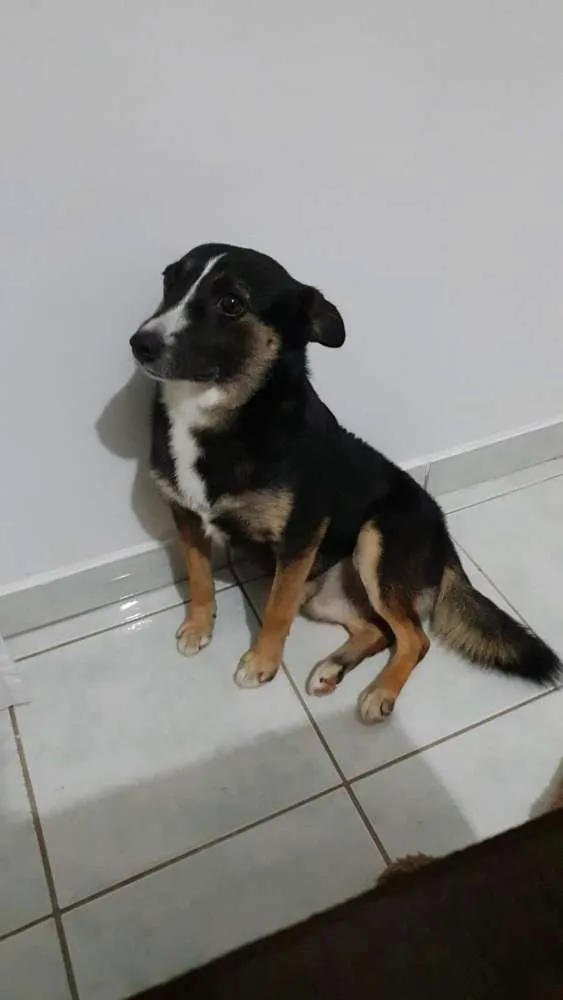 Cachorro ra a Srd idade 3 anos nome Madruguinha 