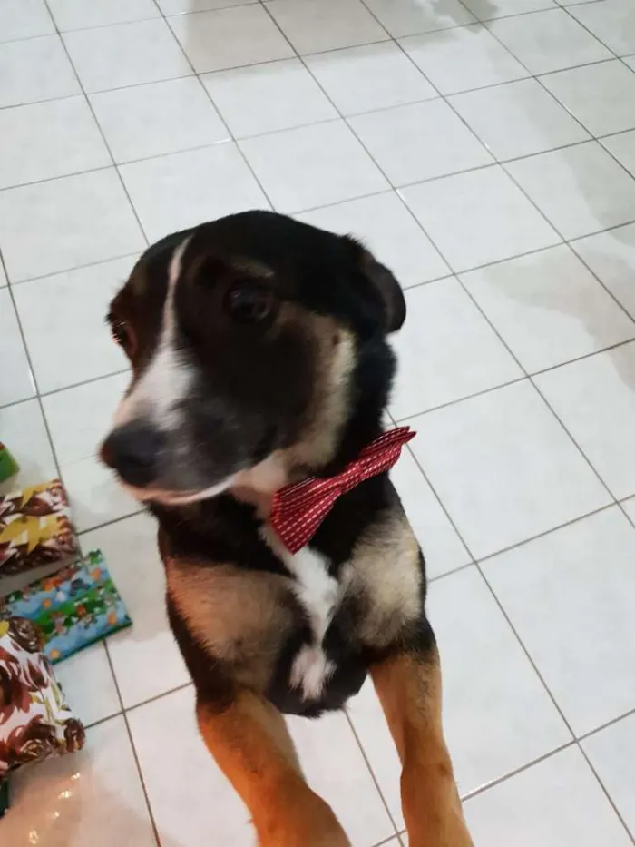 Cachorro ra a Srd idade 3 anos nome Madruguinha 