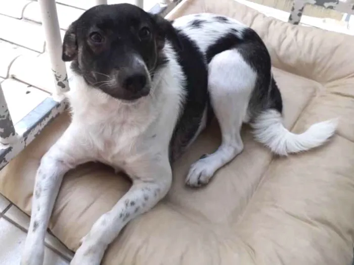 Cachorro raça Mestiço  idade 1 ano nome Lilica