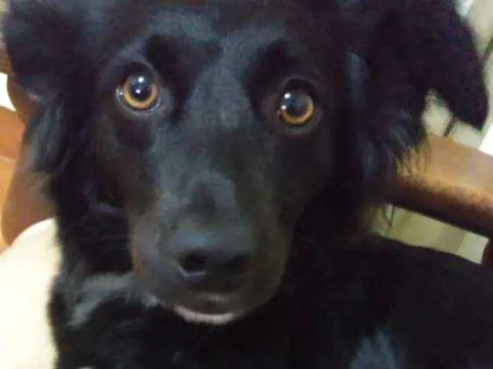 Cachorro ra a Sdr idade 4 anos nome Pitty