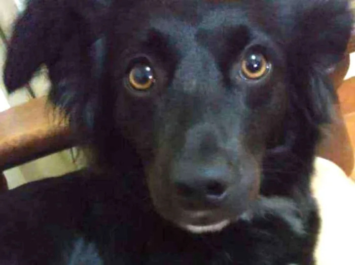 Cachorro ra a Sdr idade 4 anos nome Pitty