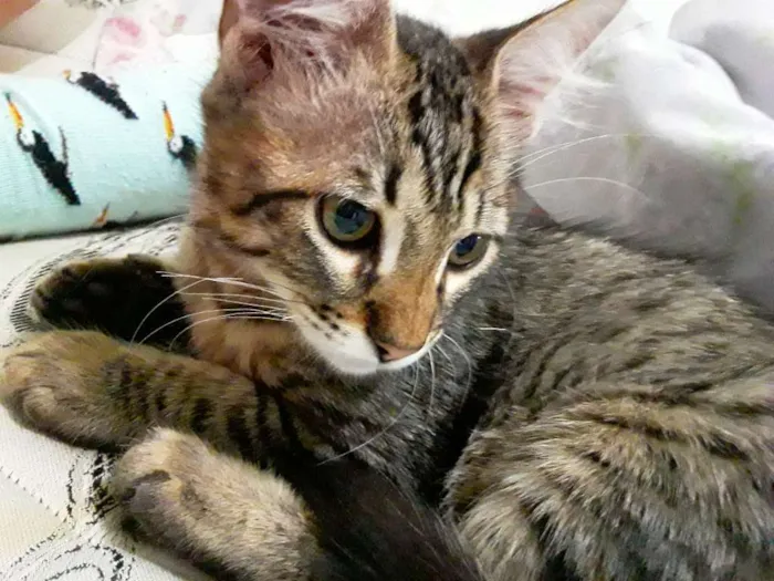 Gato ra a Vira lata idade 7 a 11 meses nome Jorge
