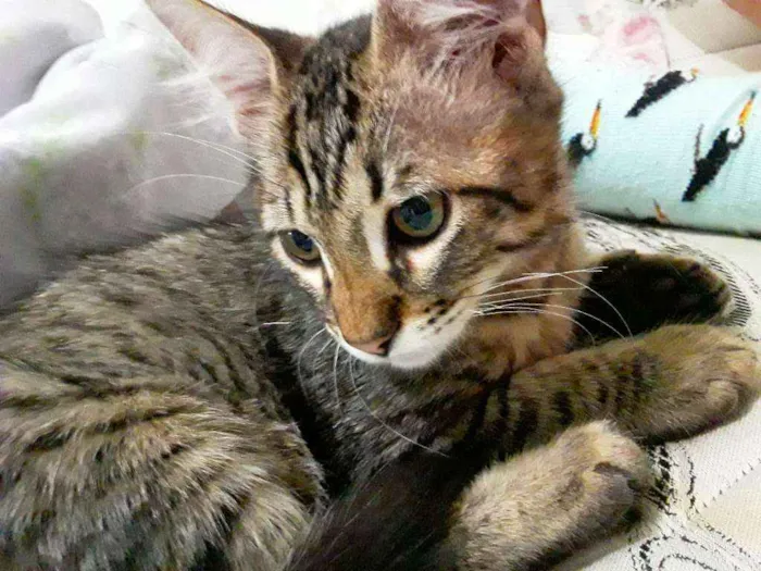 Gato ra a Vira lata idade 7 a 11 meses nome Jorge