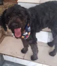 Dogão 