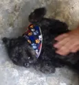 Dogão