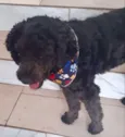 Dogão
