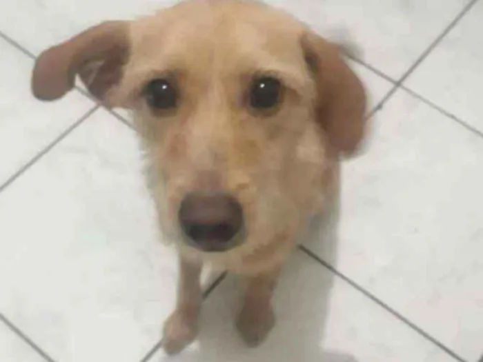 Cachorro ra a vira  lata idade 7 a 11 meses nome Zeus