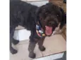 Dogão