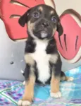 MEIGUINHO