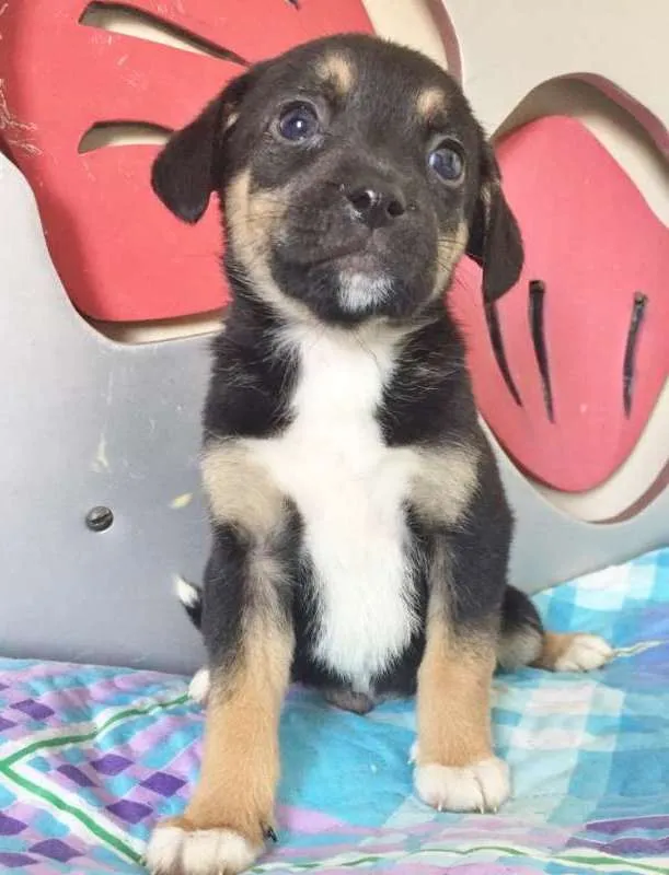 Cachorro ra a SRD idade 2 a 6 meses nome MEIGUINHO