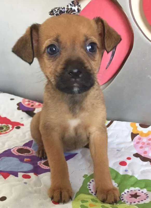 Cachorro ra a SRD idade  nome ONCINHA