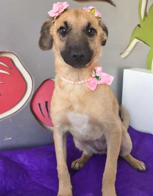 Cachorro ra a SRD idade 2 a 6 meses nome ROSINHA