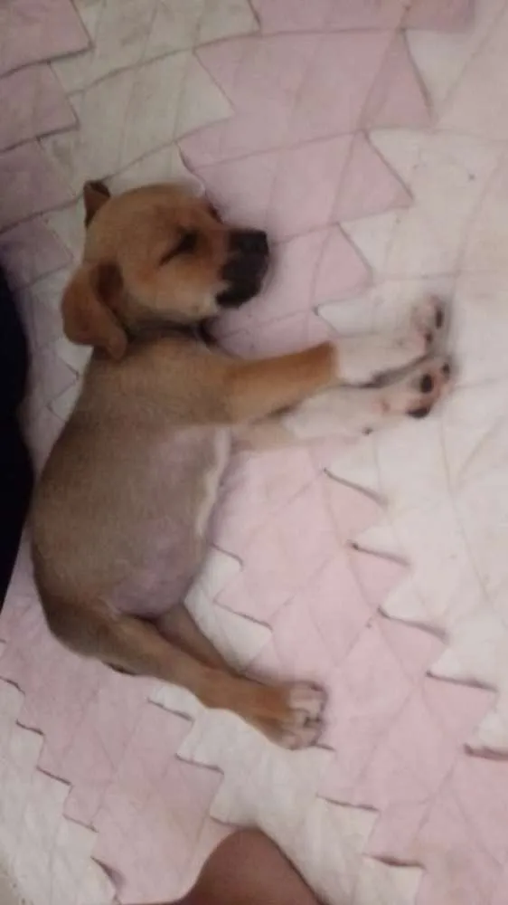 Cachorro ra a  idade 2 a 6 meses nome Não tem nome