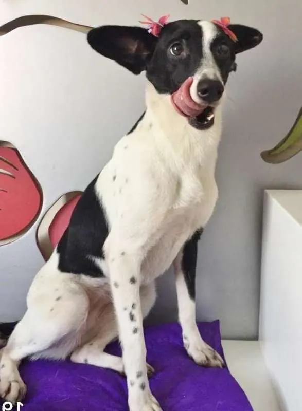 Cachorro ra a SRD idade 1 ano nome MALHADA