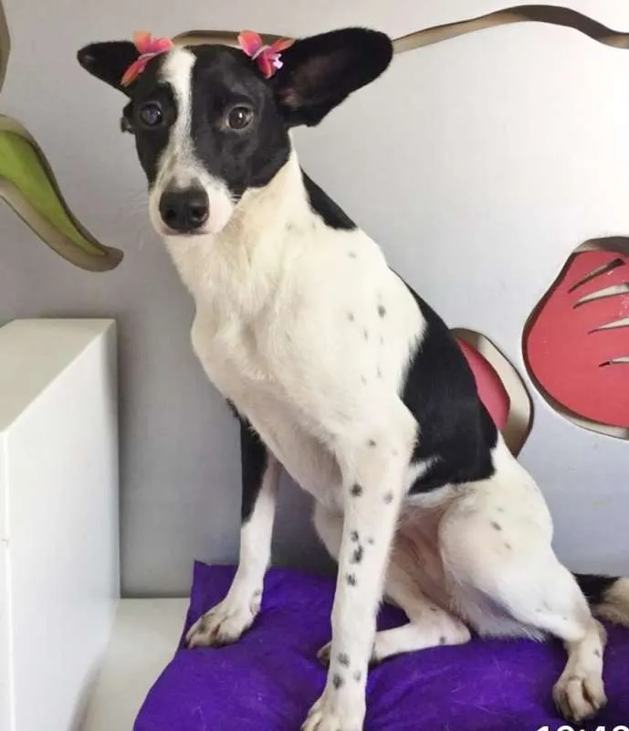 Cachorro ra a SRD idade 1 ano nome MALHADA
